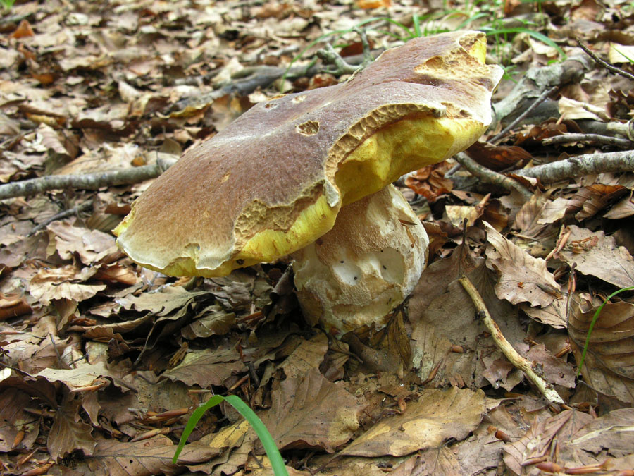 Faggeta